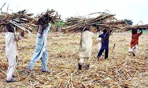 Cane growers send SOS to govt